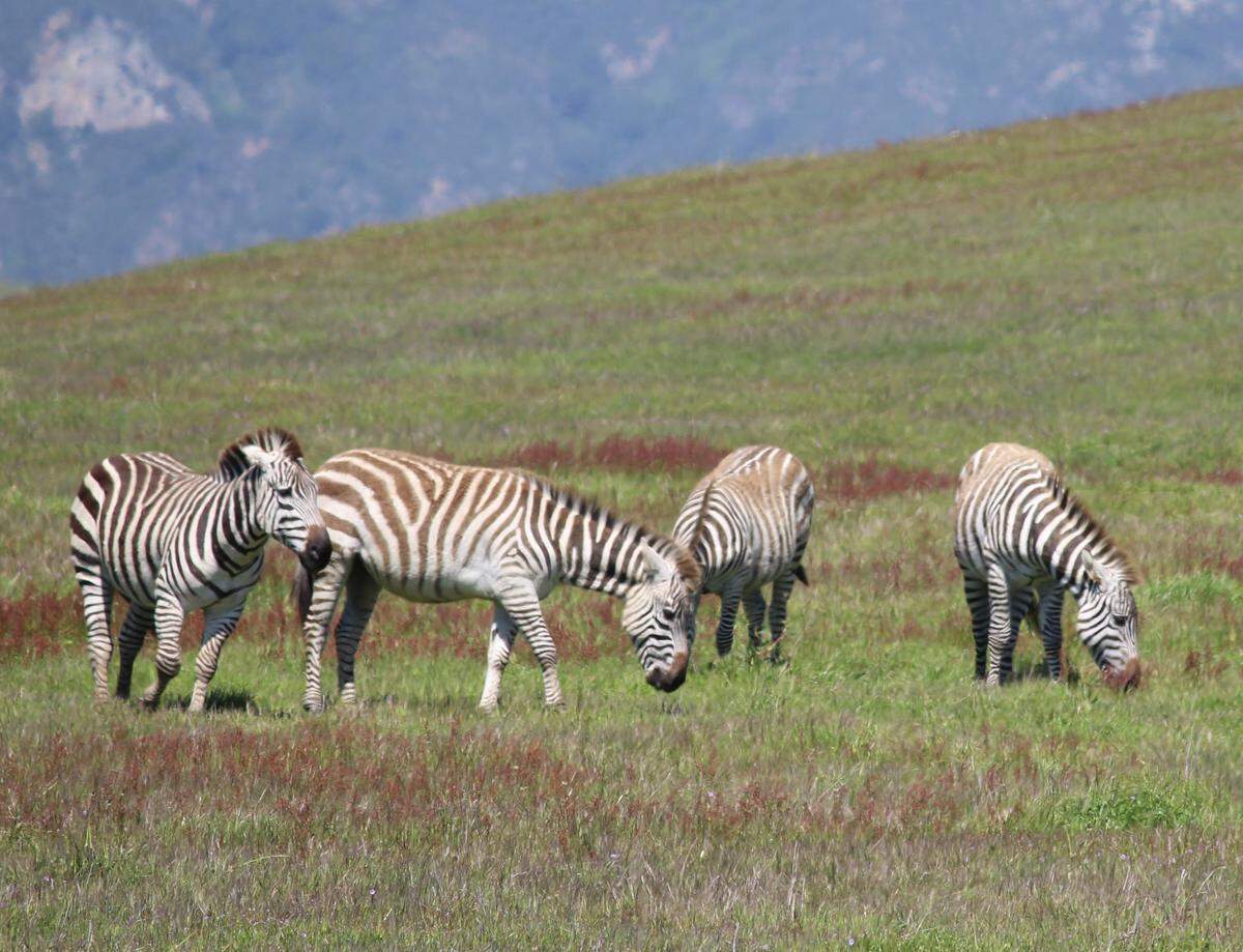 “Cambria Century” by Stephen H. Provost explores the history of San Simeon’s herd of zebras, among other topics. The book was published by Dragon Crown Books in July 2021 as part of the Century Cities series.