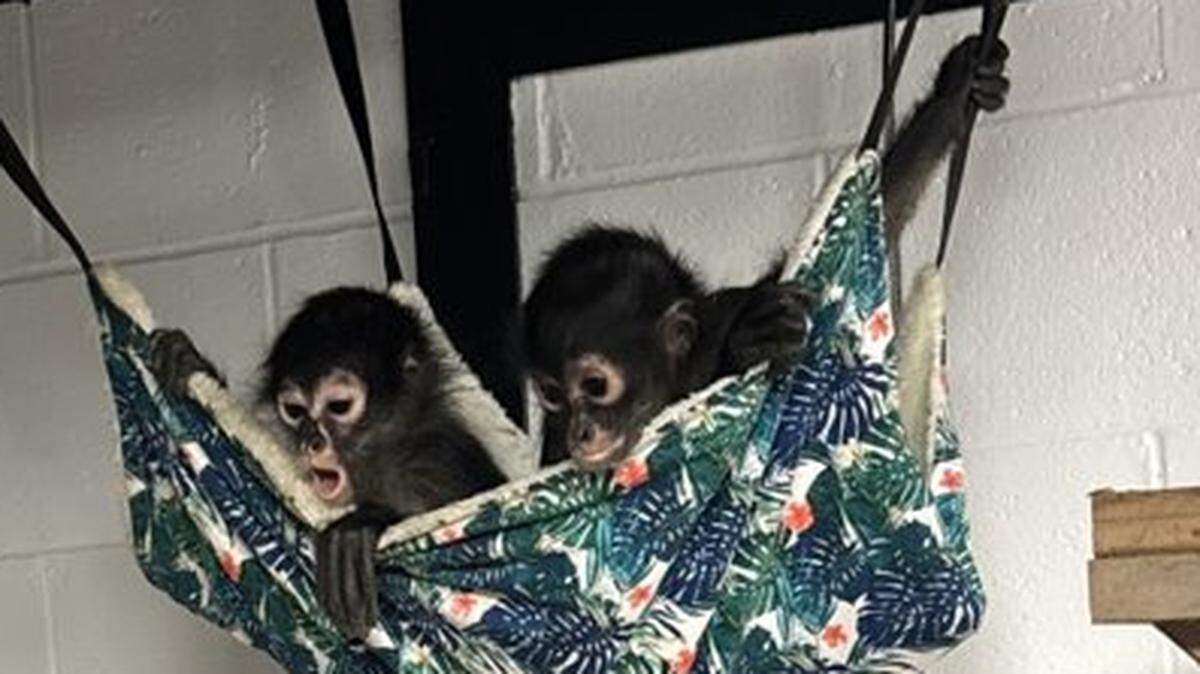 Three young Mexican spider monkeys arrived at the Charles Paddock Zoo in Atascadero in February 2025.