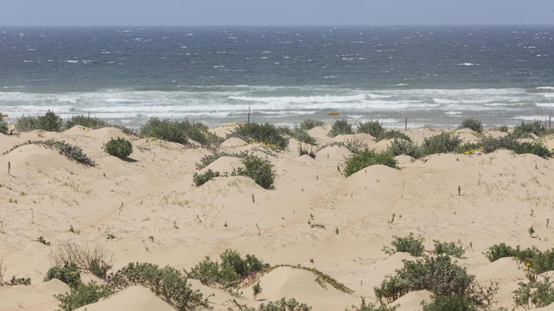 UCSB Professor Ian Walker said the Oceano Dunes is one of the most emissive dune ecosystems he has studied. A contributing factor might be the high amount of feldspar in the sand breaking down to fine particulate. Here, foredunes are revegetated to “trip” the wind and slow surface movement.