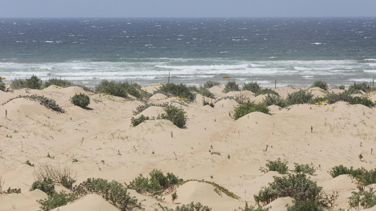 UCSB Professor Ian Walker said the Oceano Dunes is one of the most emissive dune ecosystems he has studied. A contributing factor might be the high amount of feldspar in the sand breaking down to fine particulate. Here, foredunes are revegetated to “trip” the wind and slow surface movement.