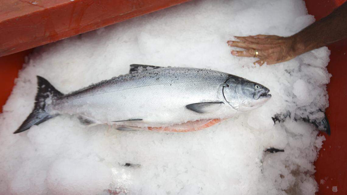 What does California salmon fishing signify? Not a return to normal | Opinion