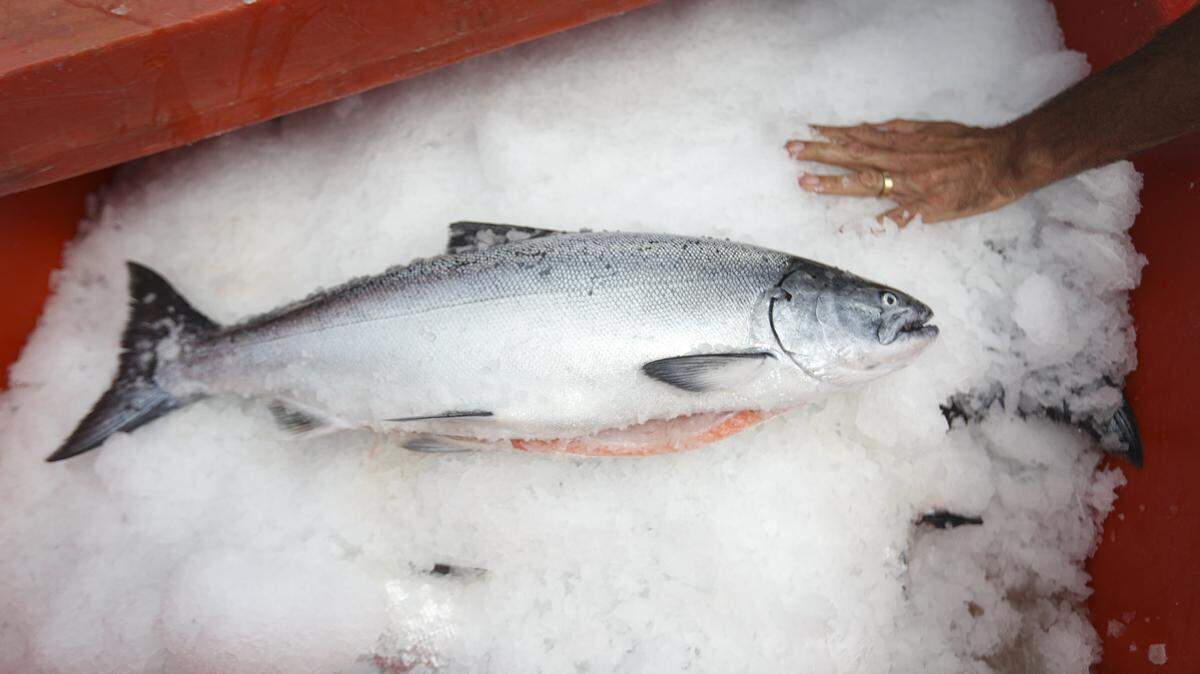 Garrett Rose showed off some fresh-caught California King Salmon, packed in ice, on May 5, 2026. The commercial fishing season opened in Morro Bay on May 1, 2026.