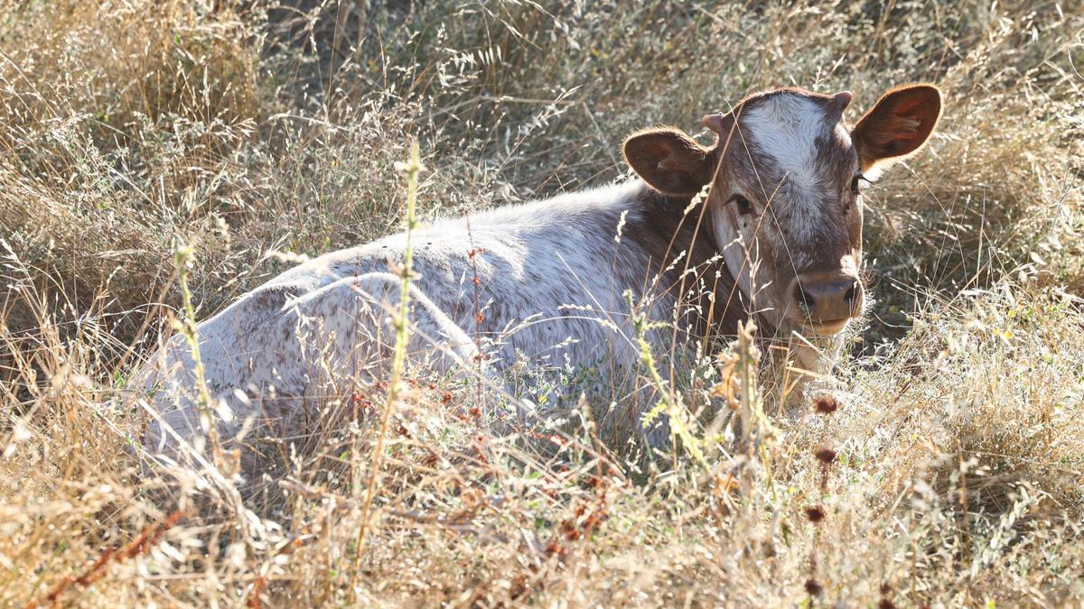 A calf is already sprouting horns, bedding down in grass. The longhorn cattle seen west of Highway 101 near Santa Margarita are an echo of the original herds of Mission cattle herds that roamed the hills in the late 1700s. The owner keeps them to graze down the grass and live out their days on the oak covered hillsides.