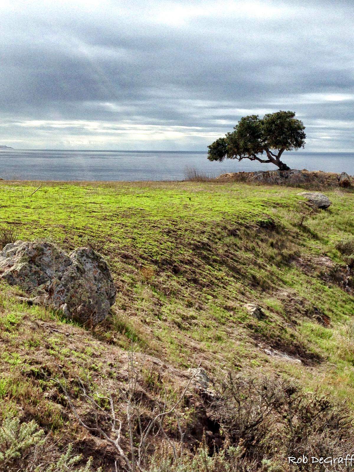 The Pismo Preserve’s Lone Oak has become a favorite photo spot, and visitors are being asked to take care around the tree to prevent it from being loved to death.