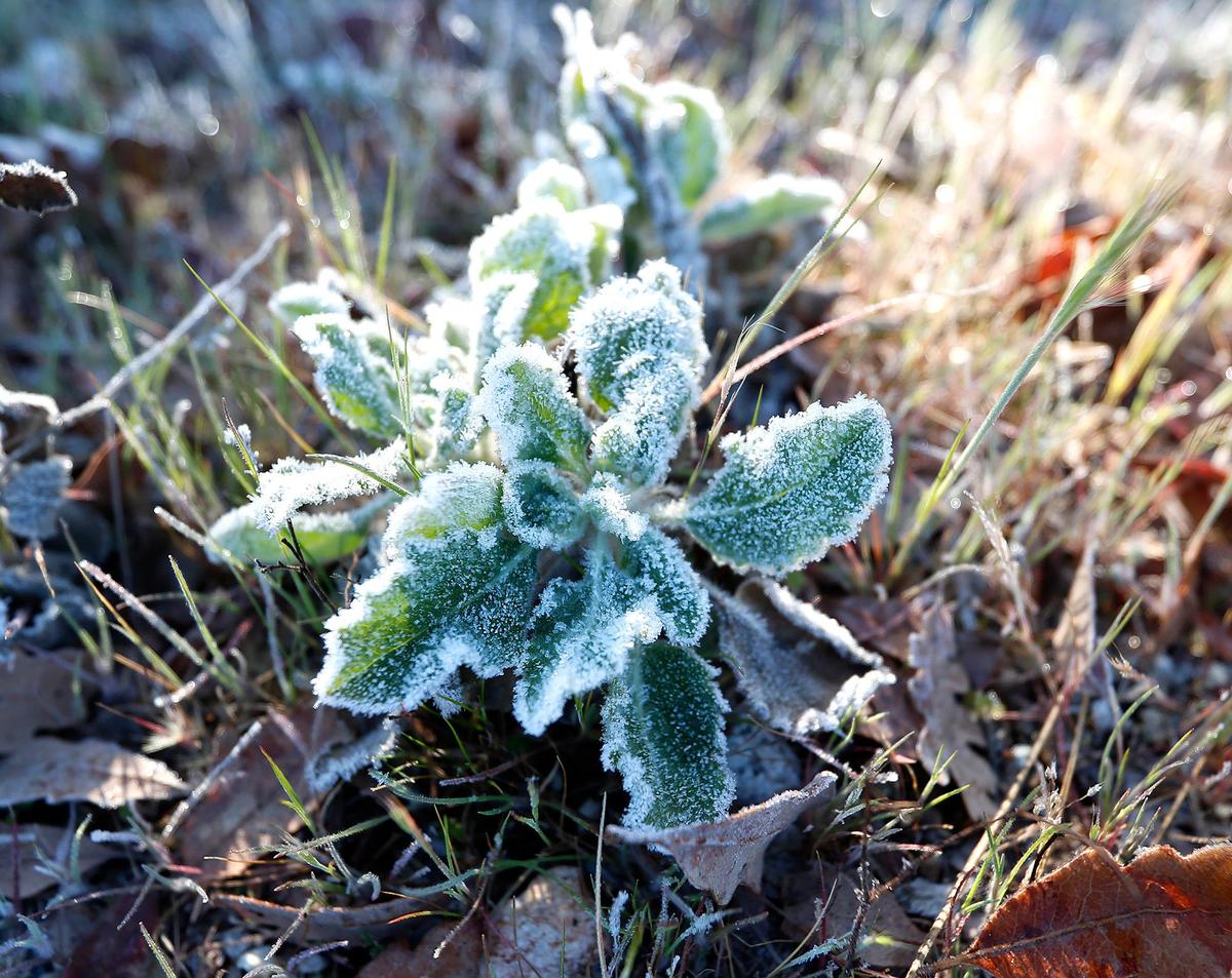 Plants sport tiny icicles of frost along Santa Margarita Lake Road on Feb. 23, 3022.