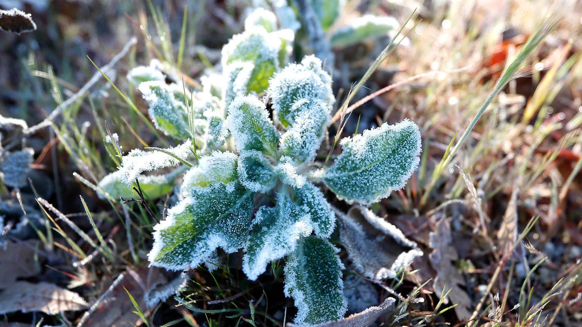 Plants sport tiny icicles of frost along Santa Margarita Lake Road on Feb. 23, 3022.