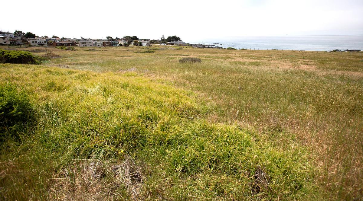 Fiscalini Ranch Preserve will soon have a closed-loop, ADA compliant boardwalk, a 1.6-mile trail along bluff-top and coastal prairie. Pictured is area the proposed boardwalk is going to zig-zag across the field.