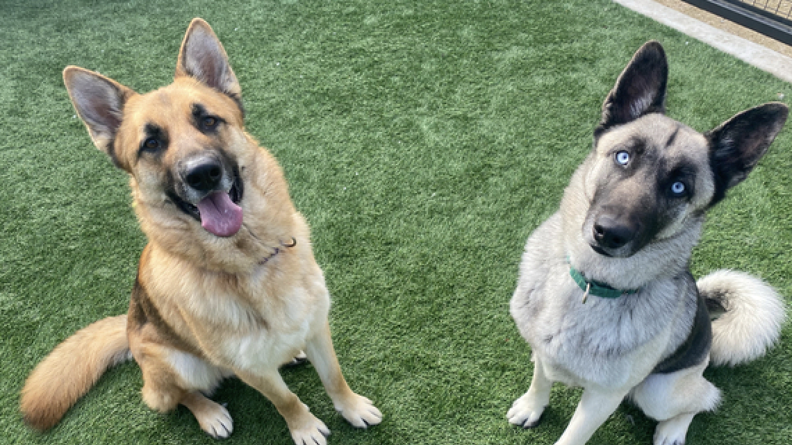 These 5 loving German shepherds are looking for their forever homes at SLO County shelter
