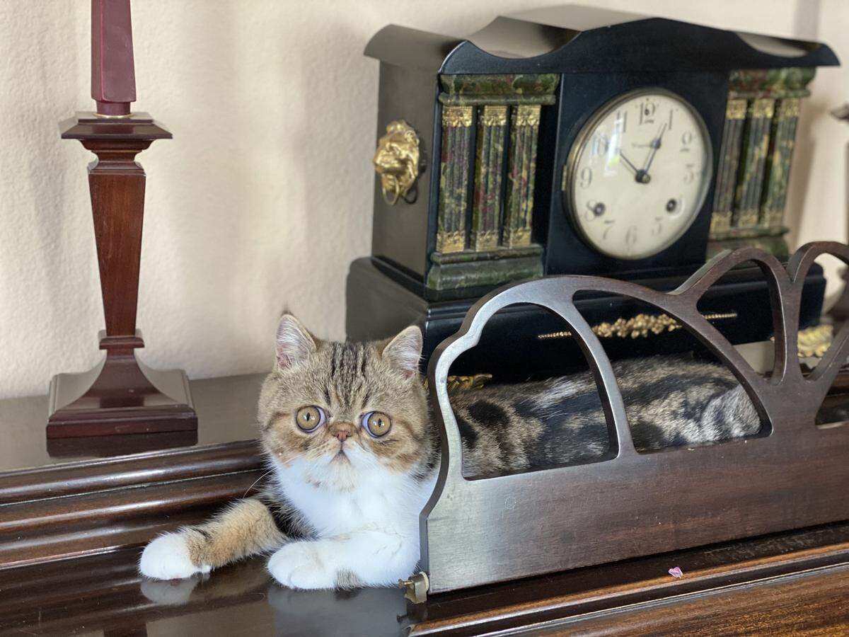 Oliver, also known as Ollie, is a 8-month-old Exotic cat who lives in Arroyo Grande.