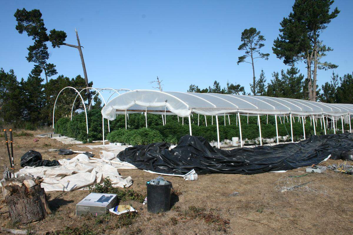 Trees were allegedly removed for a large, sophisticated and illegal marijuana grow near downtown Cambria, according to the San Luis Obispo County Sheriff’s Office.