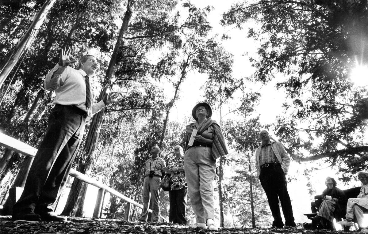 Groves of eucalyptus within a mile or so of the ocean make up the living quarters for the colorful monarch butterfly. Docent Dick Simpson, left, guides a group through one of the most popular groves, found at Pismo Beach State Park. Pismo Beach butterfly grove has long been a destination for monarch butterflies, and those who study, photograph or watch in wonder. David Middlecamp published 12-23-1989