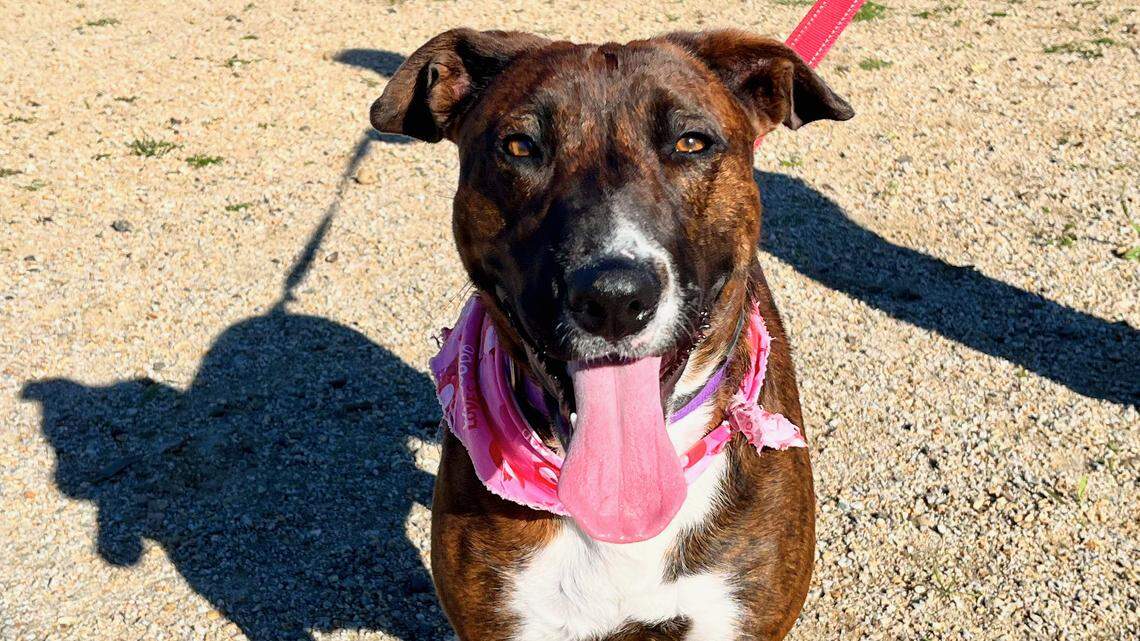 Sage the upbeat bull terrier mix believes in fun. She’s looking for a loving family