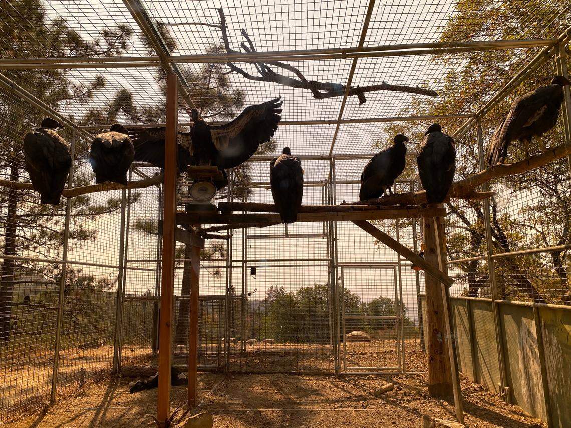 Seven juvenile California condors roost in a holding pen above San Simeon ahead of a 2020 release.