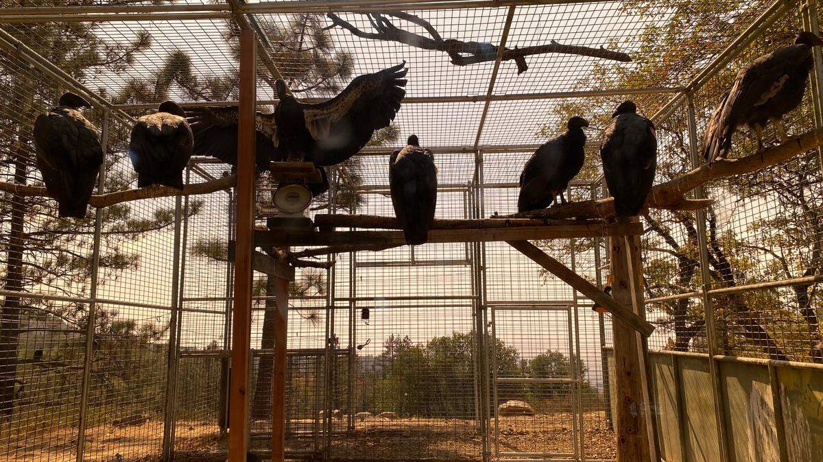 Seven juvenile California condors roost in a holding pen above San Simeon. The first few birds will be released on Tuesday.