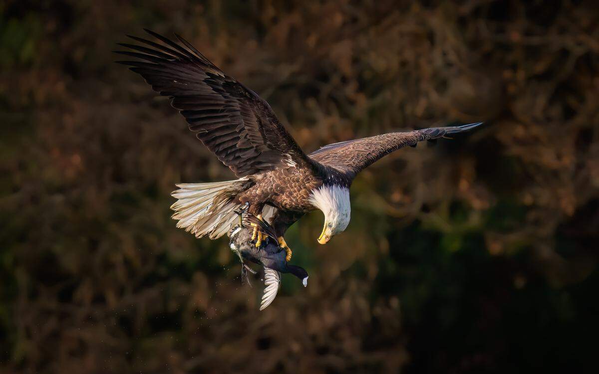 Morro Bay photographer Alice Cahill won the 2025 California Wildlife Photo of the Year contest with this photo of a bald eagle hunting a coot at Atascadero Lake.