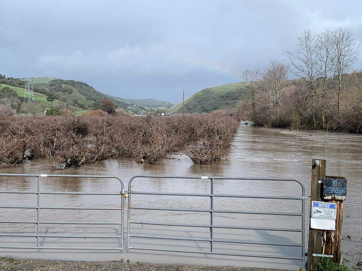 Floodwaters surround the trees in this orchard near Avila Beach on Tuesday, Jan. 10, 2023.