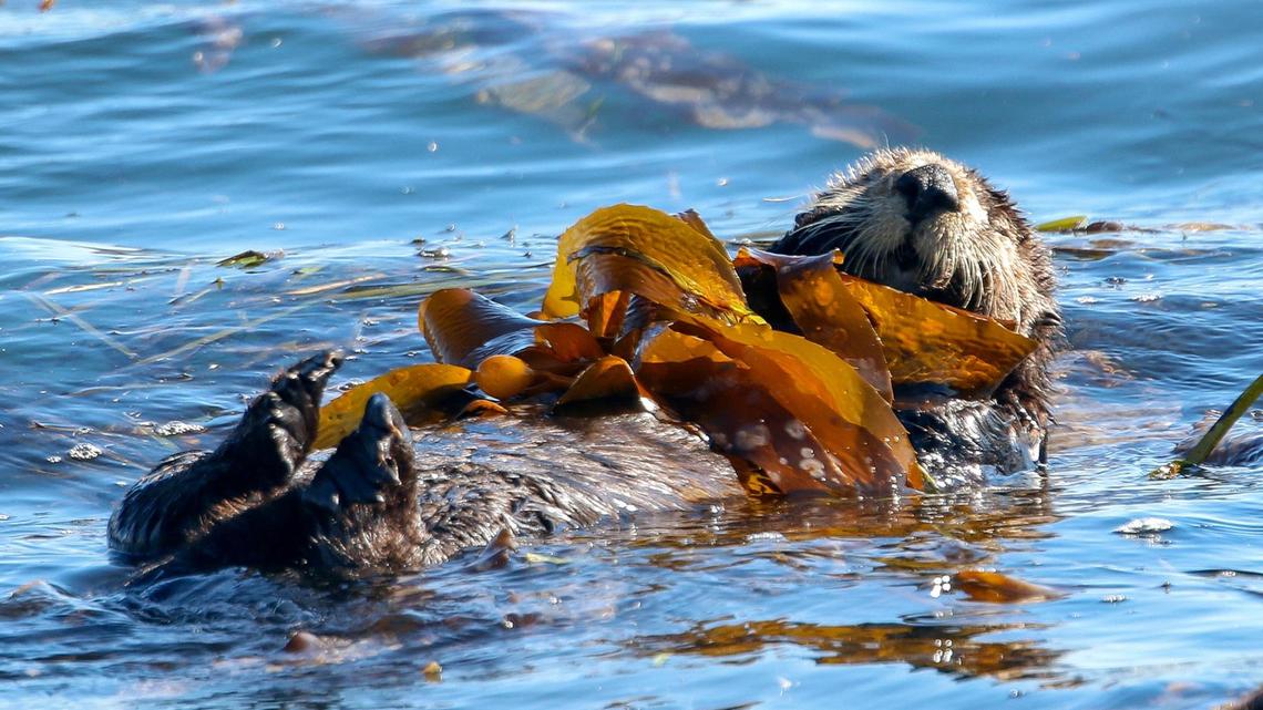 A sea otter rests in a kelp bed in the Morro Bay Harbor near Morro Rock. The U.S. Fish and Wildlife Service found that southern sea otters remain a threatened species. 