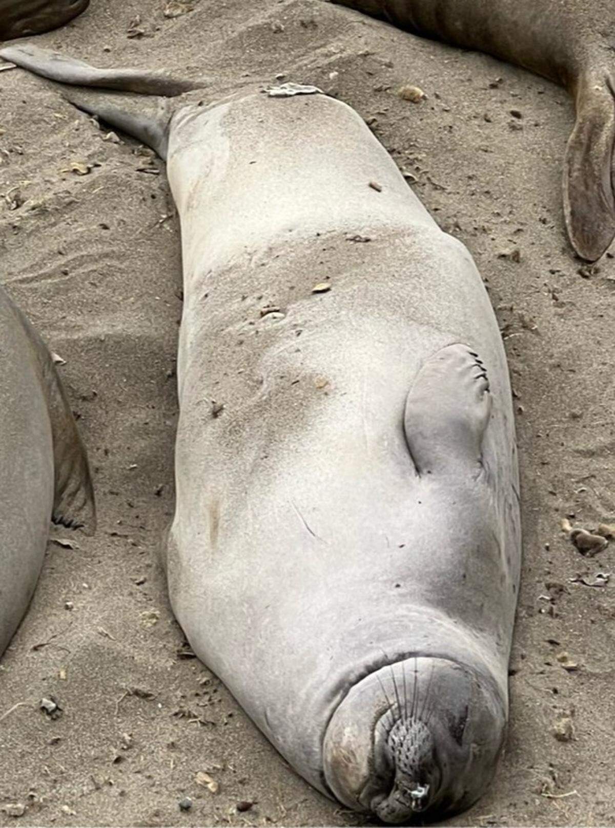 Elephant seal Necklace’s wounds were healing well after she had a plastic packing strap removed from around her neck in early May.