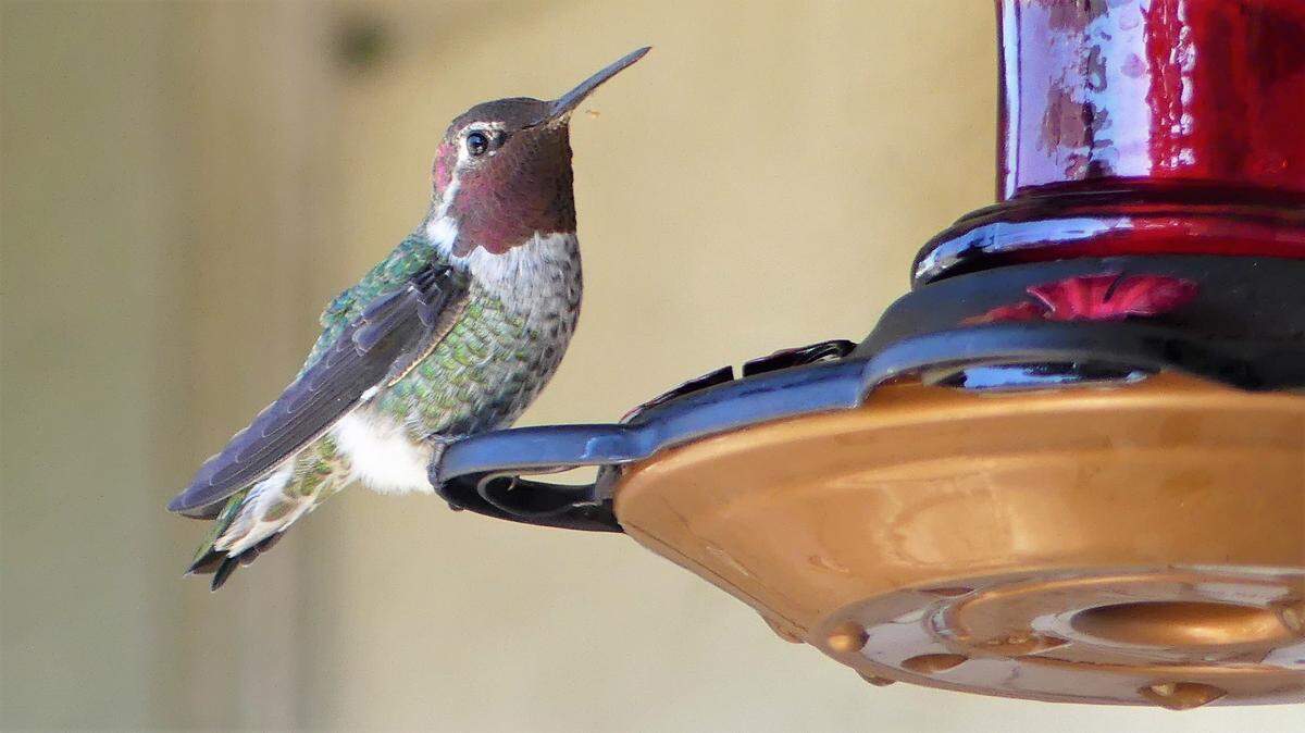 North Coast landscape and wildlife photographer Mark Ray was relaxing on his San Simeon patio on July, 28, 2020, with his dog Lily and cat Timothy when this Anna’s hummingbird stopped by for a sip or two. The Society for the Prevention of Cruelty to Animals for Monterey County is rehabilitating two baby hummingbirds, and more nestlings could be on the way.