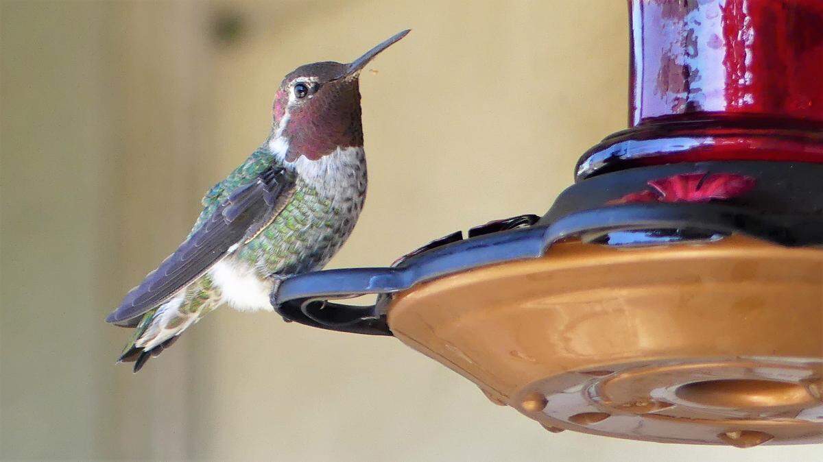 North Coast landscape and wildlife photographer Mark Ray was relaxing on his San Simeon patio about 2 p.m. on July 28 with his dog Lily and cat Timothy when this Anna’s hummingbird stopped by for a sip or two. Ray was able to capture this shot of the whiz-winged visitor before it flew away.