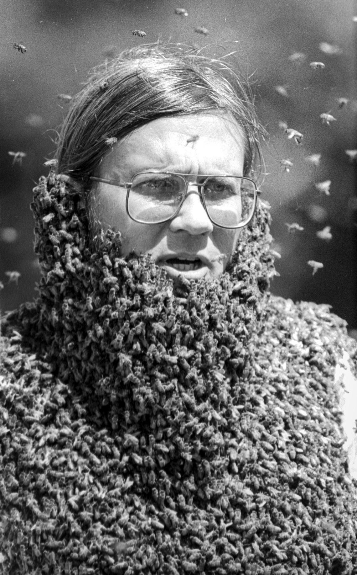 A highlight of the Western Apicultural Society’s meeting was placing queen bee hormone under the chin and attracting a swarm of worker bees creating a “bee beard.” Beekeeper Bruce Steele of Altadena was not stung as the bees swarmed around his chin on Aug. 17, 1990.
