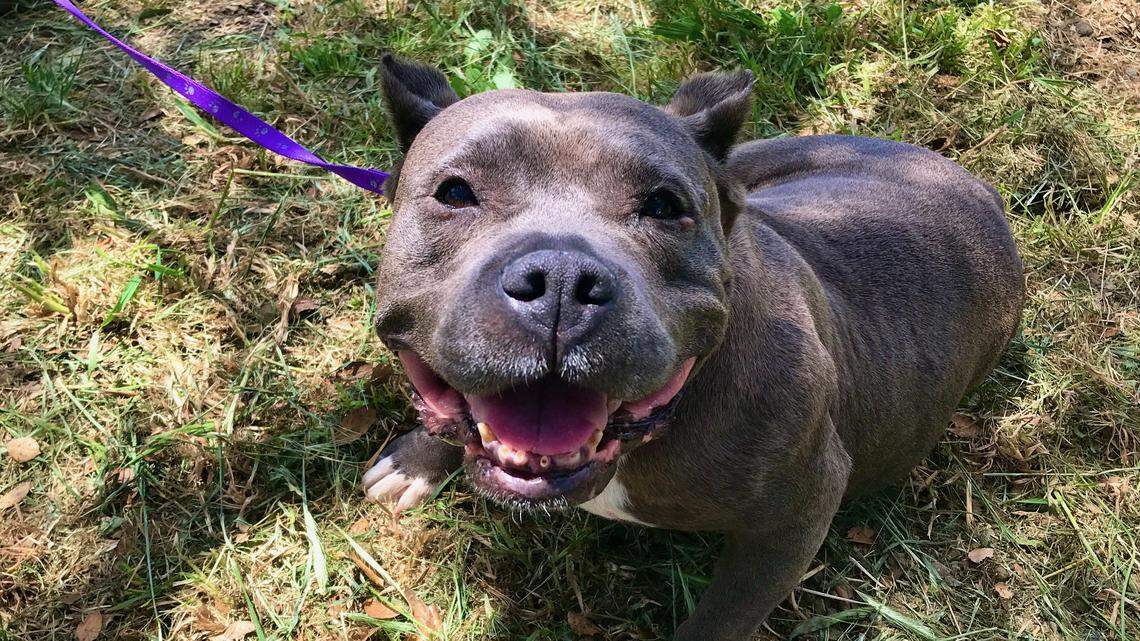 Angel the terrier is one happy dog — and she’s looking for a forever home