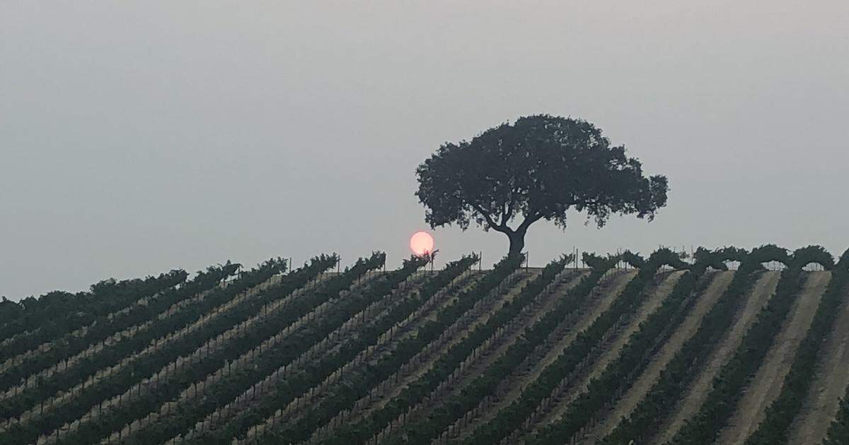 The view in Paso Robles the morning of Wednesday, Aug. 19, 2020.