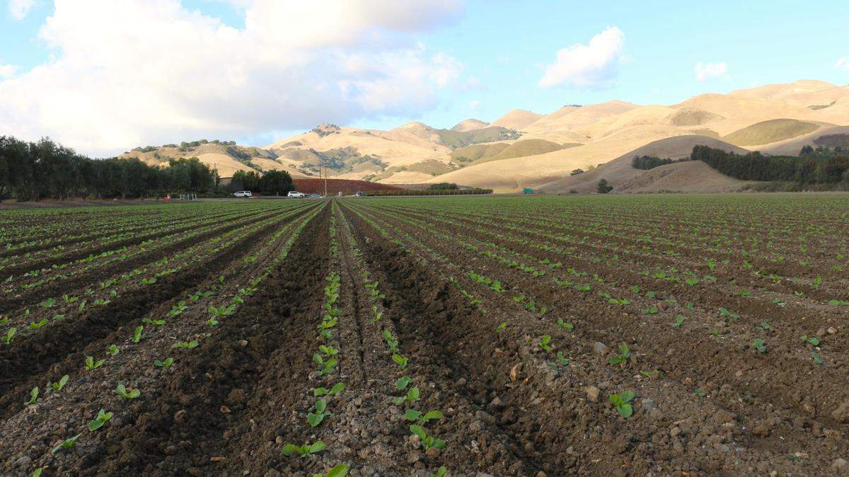 Hileras de coles napa jóvenes crecen en un campo de Talley Farms el 30 de noviembre de 2023.