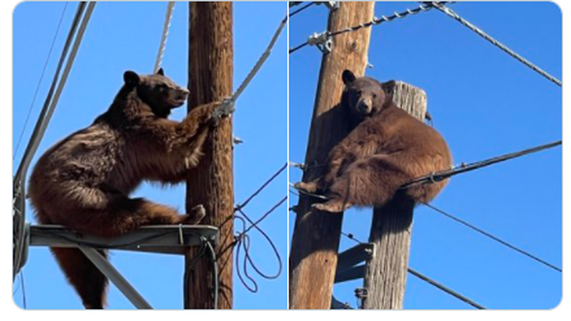 U.S. Border Patrol was called in Sunday morning to handle a bear that had climbed a utility pole near the U.S/Arizona border.