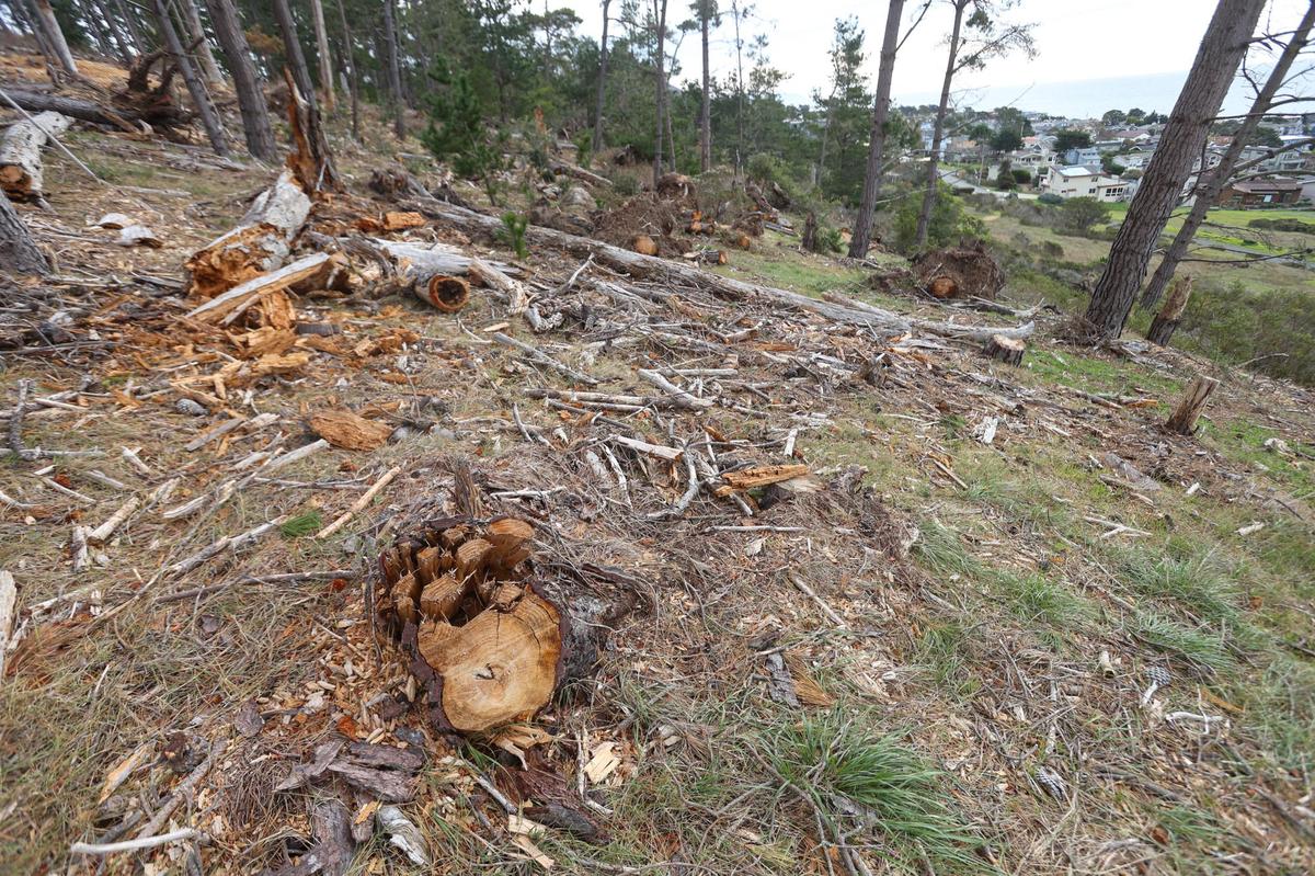 More than 200 trees were felled during the atmospheric river event of January at the Fiscalini Ranch Preserve in Cambria. Efforts such as chopping and chipping the fallen trees were made to reduce fire danger and protect monarch butterfly habitat, as seen in this photo taken on Dec. 20.