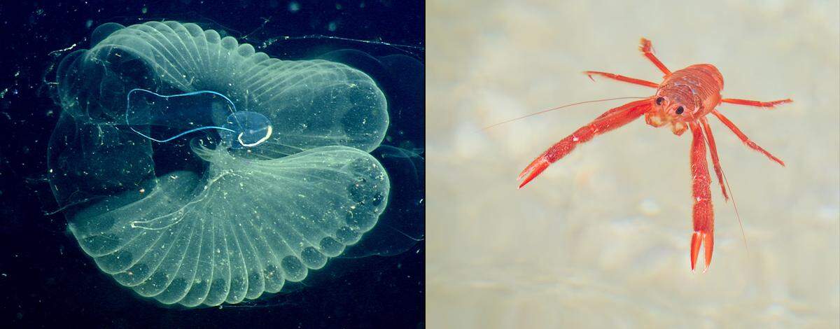 The Monterey Bay researchers found microplastics in two filter-feeding organisms: invertebrate larvaceans, left, and pelagic red crabs.