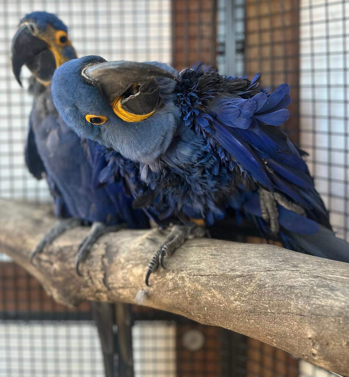 The Charles Paddock Zoo in Atascadero received a bonded pair of hyacinth macaws for its new Cerrado Aviaries Exhibit opening on Jan. 18, 2025. The bright blue parrots, which are the largest species of macaw, are also endangered.