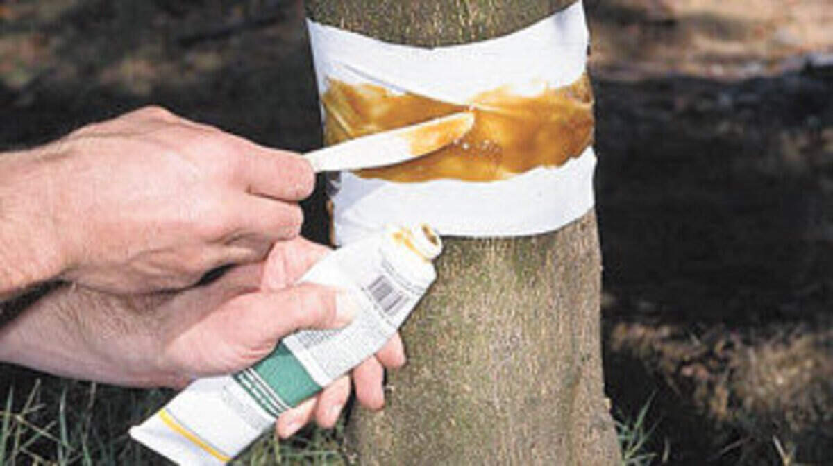 Apply a sticky barrier to prevent many ant related plant problems.
uc regents
master gardeners 9-8-10