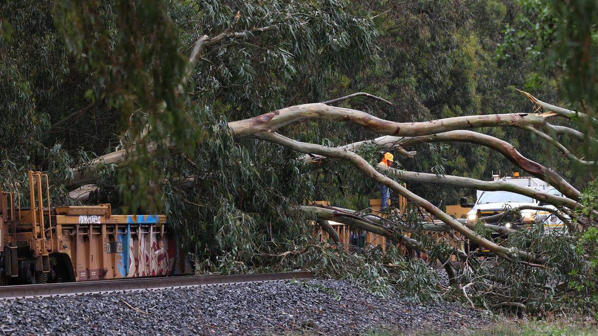 This eucalyptus tree fell across Union Pacific Railroad tracks and landed on parked freight cars near Fourth Street in Grover Beach on Tuesday, March 14, 2023.
