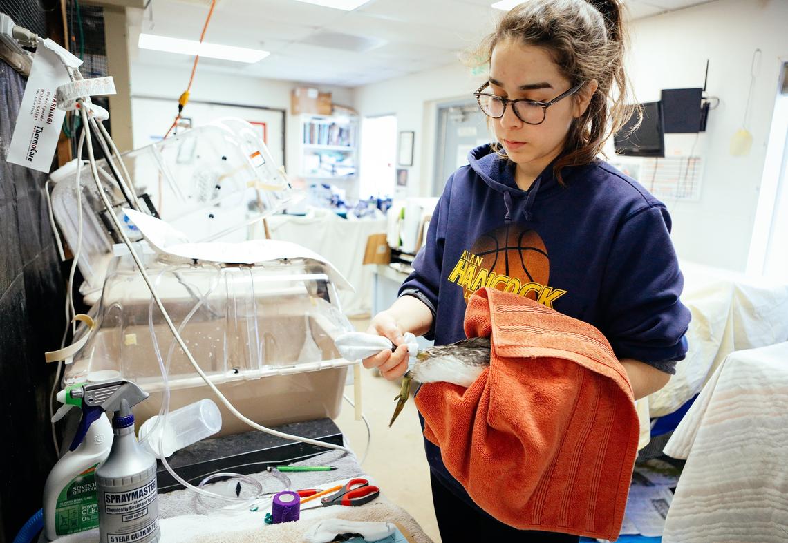 Rehabilitation technician Jackie Sanchez works with one of the recovering birds that has been cleaned of oil on Wednesday at Pacific Wildlife Care in Morro Bay.