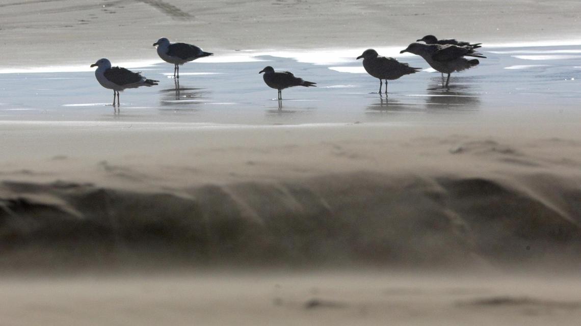 Seagulls lean into the wind and blowing sand at Oceano Dunes State Vehicular Recreation Area as Santa Lucia winds blow out toward the ocean. More high winds are forecast for Tuesday.