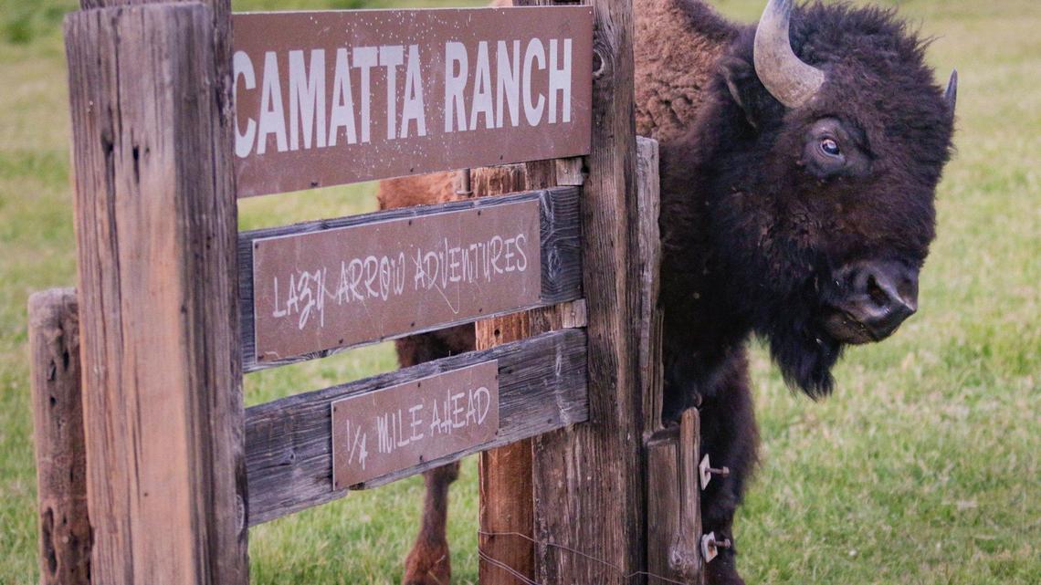 Massive ranch is where the buffalo roam in SLO County. But how did they get there?