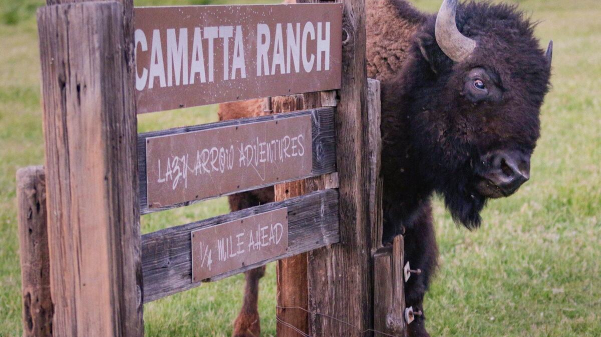 How did bison get to San Luis Obispo County ranch? | San Luis Obispo ...