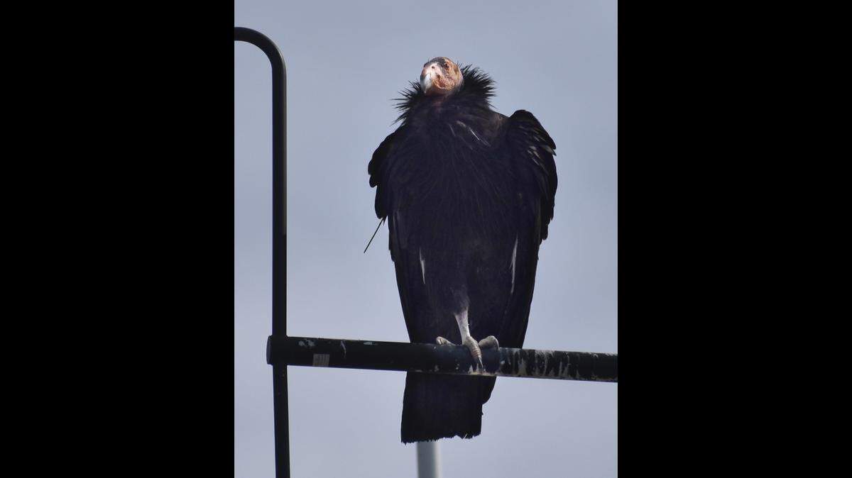 Junipero, an 11-year-old California condor, died recently after living for nearly two years with one leg.