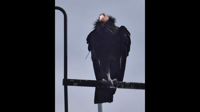 CA condor dies on Central Coast after losing leg, mate | San Luis ...