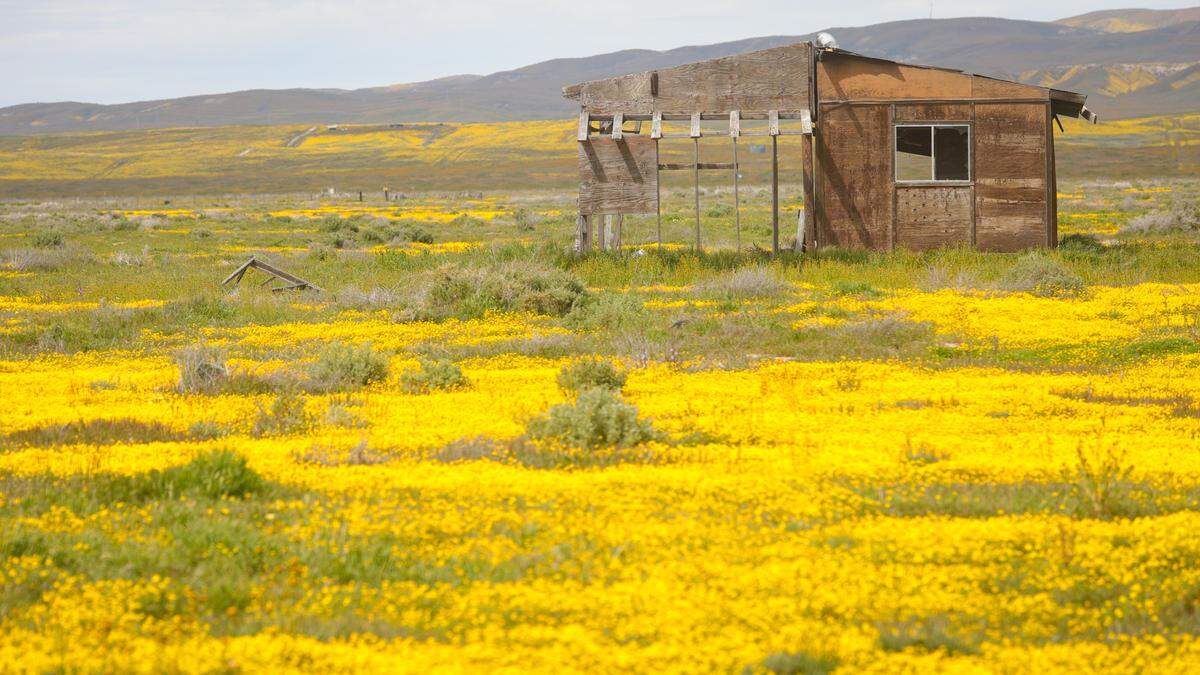 A decaying structure in California Valley is surrounded by wildflowers.