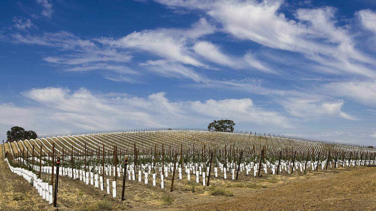 Newly planted vines are seen in the area of South El Pomar and El Pomar roads, east of Templeton, in July.
