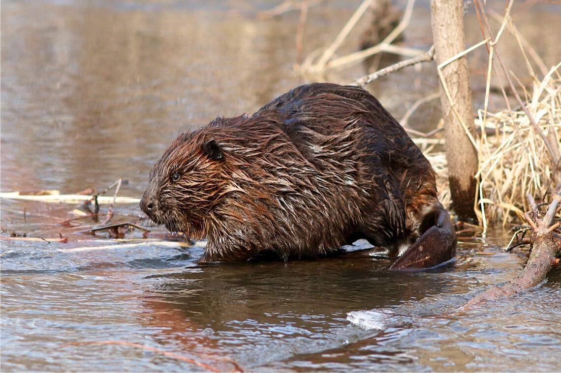 More than 7,000 beaver were trapped and killed in California between 2010 and 2017, according to the Center for Biological Diversity.