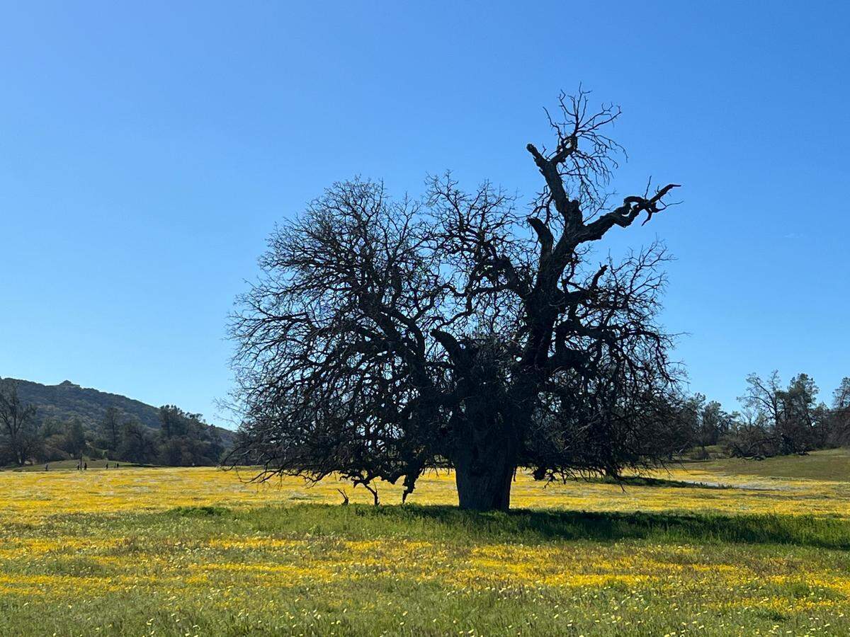 Wendy de Groot shot this photo of wildflowers at Shell Creek Road off Highway 58 near Santa Margarita on Sunday, April 2, 2023.