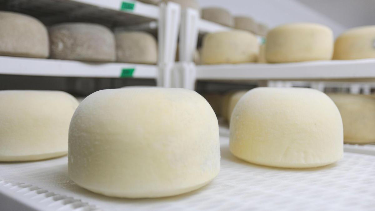 Hard cheese wheels age from a month to two years at the family-owned Stepladder Ranch off of San Simeon Creek Road north of Cambria.