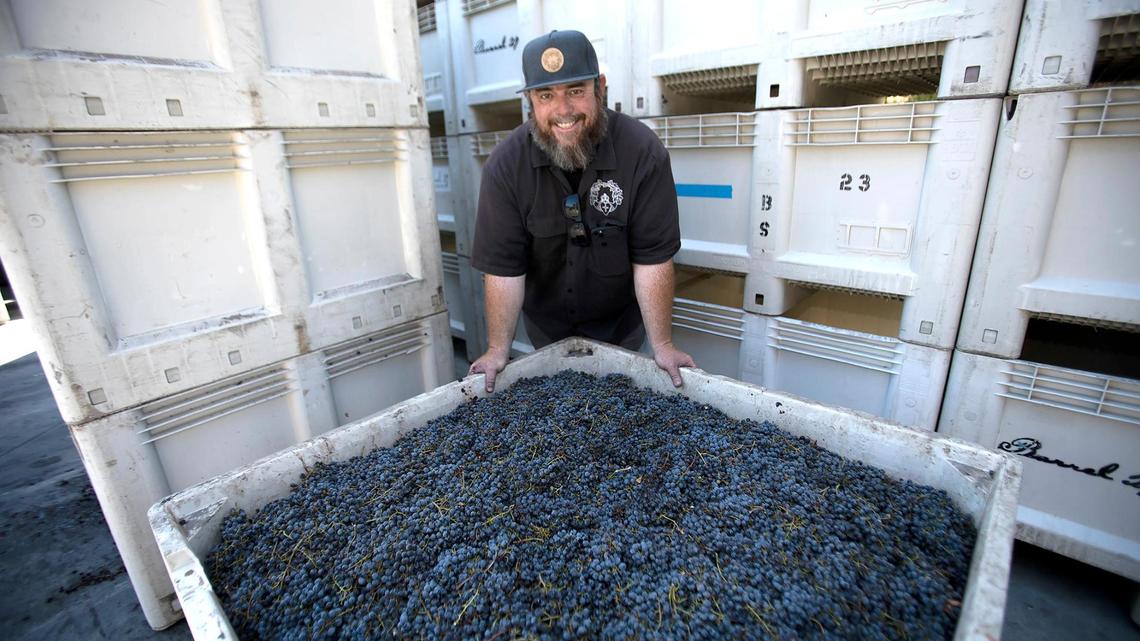 SLO County kicks off wine harvest early due to heat: ‘We’re seeing great flavors’