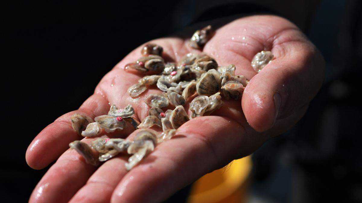 Oyster farmers and scientists placed hundreds of native baby Olympia oysters — no larger than a dime in size — into the Morro Bay estuary on Nov. 22, 2022. Some were labeled so scientists can return and monitor their growth.