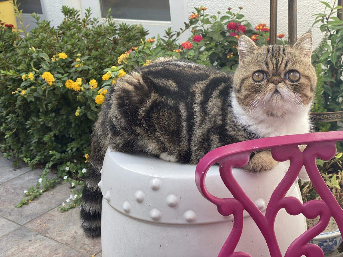 Oliver, also known as Ollie, is a 8-month-old Exotic cat who lives in Arroyo Grande.