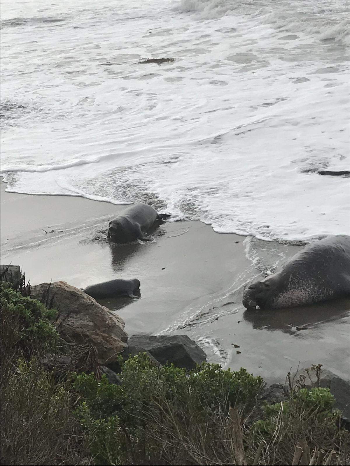 Waves threaten a pup on the north beach at the Piedras Blancas rookery north of San Simeon.