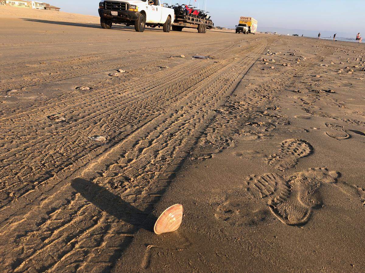 Tire tracks run over surfaced clams at Pismo State Beach north of the Oceano Dunes State Vehicular Recreation Area.